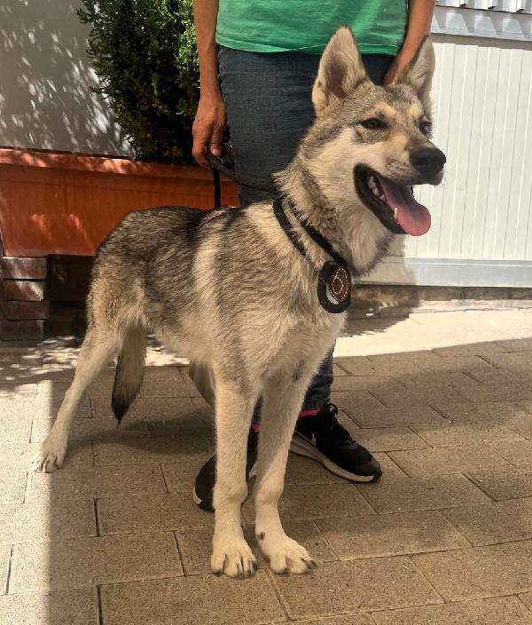ARIA e LUCKY CANI LUPO CECOSLOVACCO Foto 3